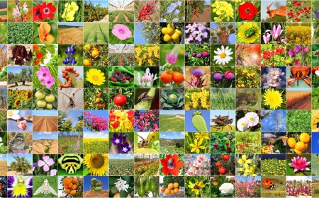 The Largest Digital Zoo: Biology Model Trained on NVIDIA GPUs Identifies Over a Million Species