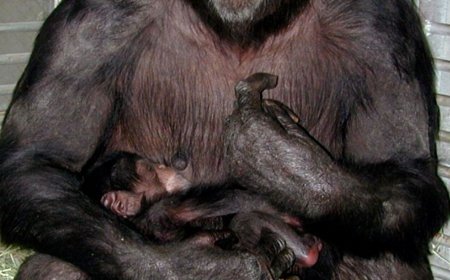 Opinion: Remembering Ai, a remarkably intelligent chimpanzee