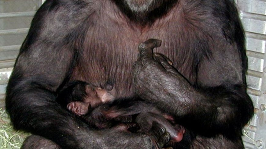 Opinion: Remembering Ai, a remarkably intelligent chimpanzee